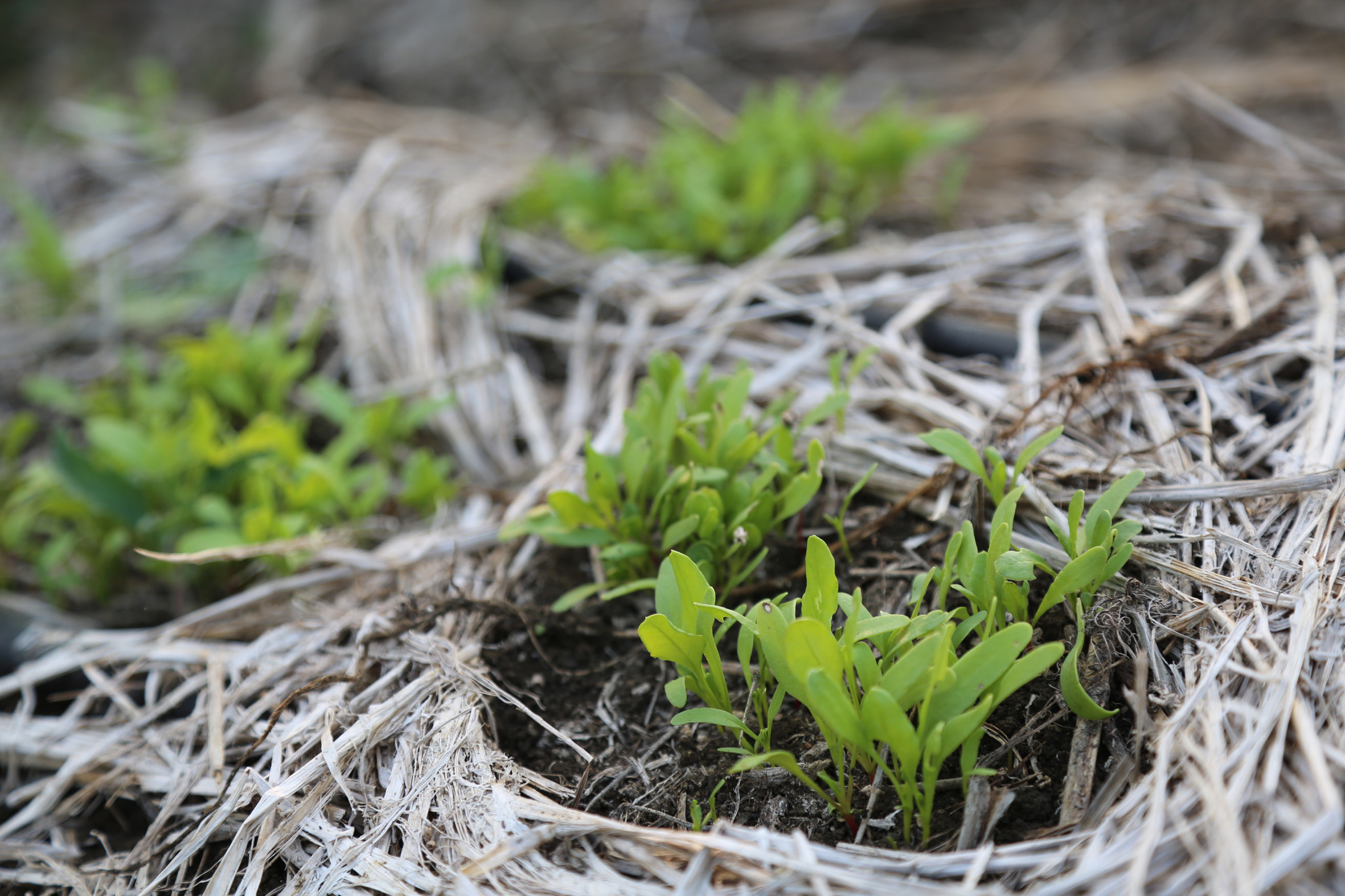 Polam Farm PDC Nina SLR 0115 medium