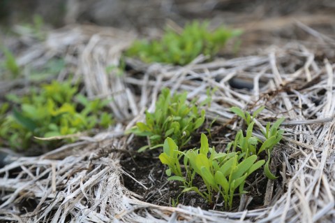 Polam Farm PDC Nina SLR 0115 medium